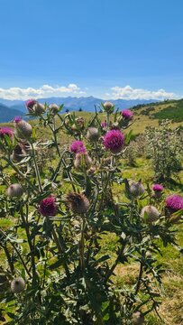Un magnifique chardon en fleur dans les estives pr&egrave;s du col de Pradel (Pyr&eacute;n&eacute;es ari&eacute;geoises)
