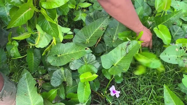 water spinach or Ipomoea aquatica, which is being picked for its leaves and stems in the garden or yard.