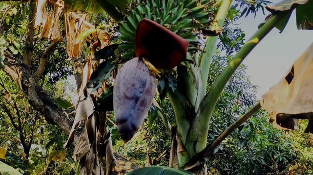  A banana tree, complete with fruit and a banana blossom, growing in a fertile tropical garden during the day.