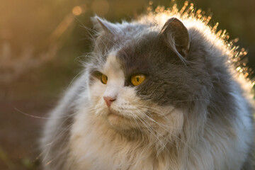 Outdoor cats physical activity in the garden. Outdoor cats photo. The concept of a healthy and happy life of pets © lesichkadesign