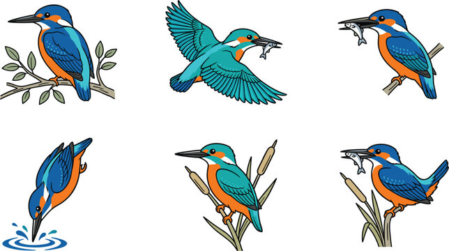 Set of kingfisher bird illustrations, featuring flying, diving, perching on branches, and catching fish poses
