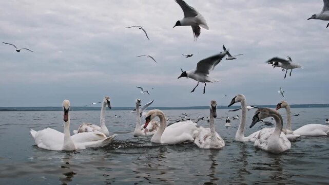 A group of swans and gulls navigate the lake surface during a feeding frenzy. The cloudy backdrop and slow motion emphasize the dynamics of the diverse avian species.