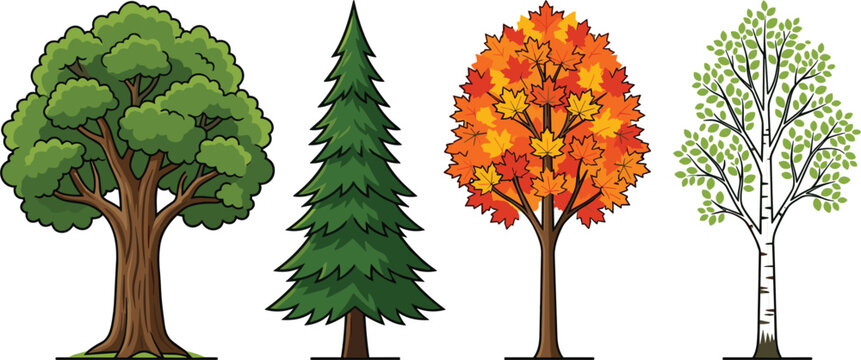 Tree collection vector set, deciduous evergreen autumn and birch trees isolated for landscape nature illustration