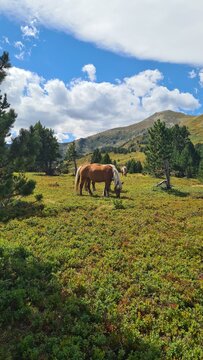 De beaux chevaux de traits en train de brouter dans un champ de myrtilles quelque part dans les Pyr&eacute;n&eacute;es fran&ccedil;aises l'&eacute;t&eacute; (parc naturel r&eacute;gional des Pyr&eacute;n&eacute;es ari&eacute;geoises)