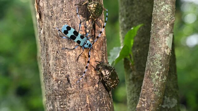 樹液を吸うカナブンに怒るルリボシカミキリ