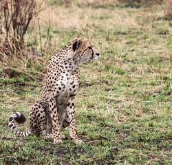 Cheetah sitting watching savanna on a safari in Kenya © Michael