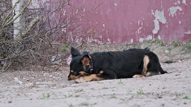 A black and tan stray dog lies on the ground beside dry bushes while focusing on a bone. The wider angle reveals the weathered urban environment that serves as a home for this animal.