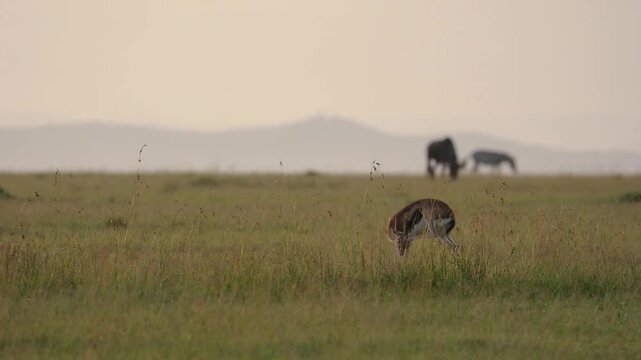 Thomson gazelle grazing at daybreak in the masai mara naboisho conservancy wildlife safari