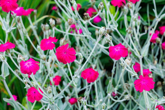 Close-up of rose campion flowers blooming beautifully in an early summer garden.
