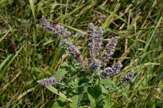 Purple thistle flower close up
