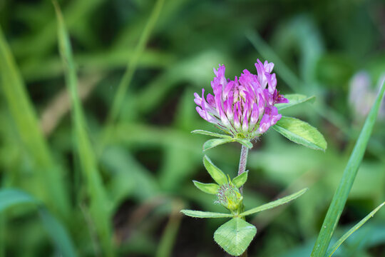 Blooming red clover flower closeup