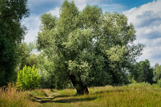 Large willow tree in meadow