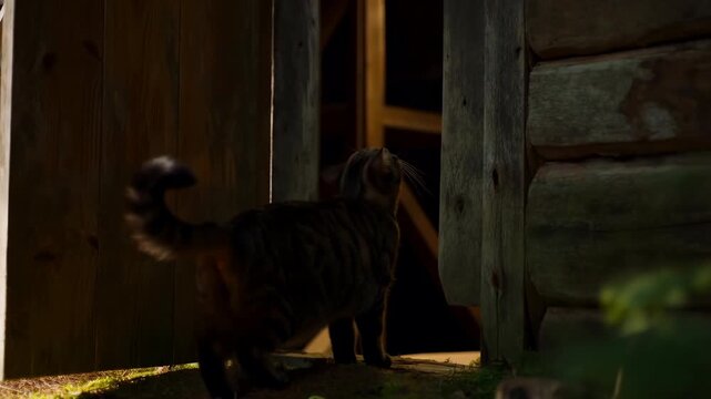 Tabby cat pausing at rustic wooden doorway in shaded woodland, viewed from low side angle with warm rim light, soft bokeh, textured bark, and curious outdoor mood