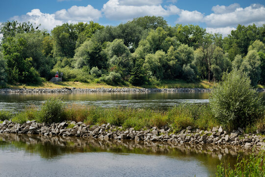 Danube river bank with reeds