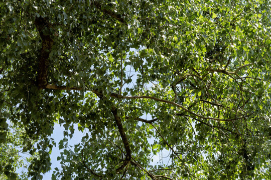 Looking up into green canopy