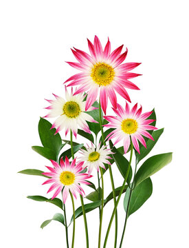 Chrysnthemum flowers and green leaves of ruscus in a floral arrangement isolated on white or transparent background