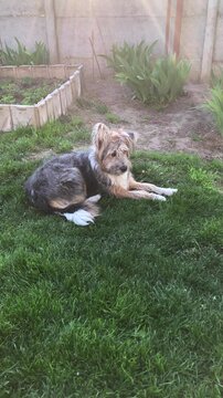 Portrait of a cute dog looking at the camera.