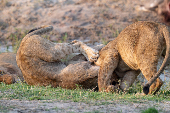L&ouml;wenrudel in Bodswana zerlegen ein Gnu