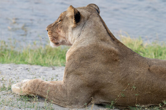 L&ouml;wenrudel in Bodswana zerlegen ein Gnu