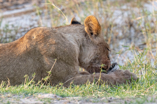 L&ouml;wenrudel in Bodswana zerlegen ein Gnu