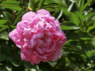Obraz premium ピンクの芍薬のクローズアップ