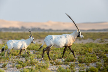 Adult and juvenile Arabian oryx walking together © mktuteja
