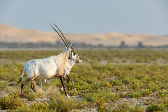 Two Arabian oryx running through desert scrub