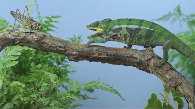 An active, young, inexperienced panther chameleon walks on dry wooden branch, sees giant gray female grasshopper, and, taken aback, chameleon opens its mouth and hisses at her, looking around