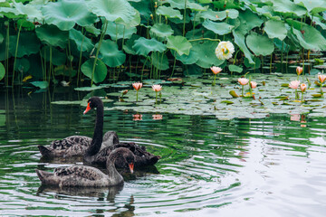 Beautiful water lilies and lotus flowers © 云 王