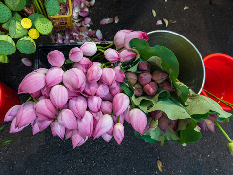 Fresh pink lotus flowers arranged for sale at a traditional market