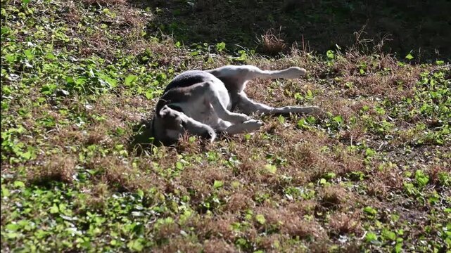 A 14 year old adopted  and happy senior rescue smooth fox terrier dog rolling in the green grass in comfortable motion
