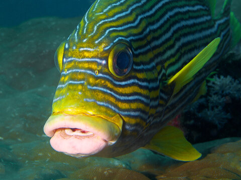 Close-up underwater portrait of a Ribboned sweetlips (Plectorhinchus polytaenia), distinctive yellow and blue facial stripes. Coral reef in Raja Ampat