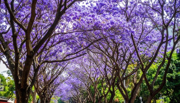 Low angle view of blooming purple jacaranda tree canopy.