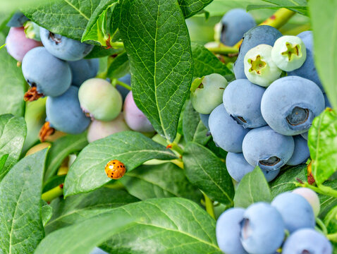 Close-Up of Fresh Blueberries Ripening on the Bush with a Ladybug