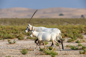 Arabian oryx pair walking across an arid landscape © mktuteja
