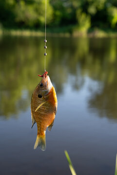 Small bluegill fish caught by a teenage girl