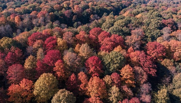 Aerial view of vibrant red and orange autumn forest canopy from high angle with dense forest