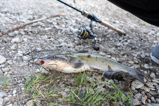 Catfish caught on a fishing trip