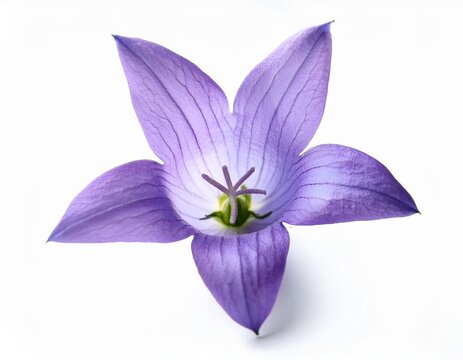 delicate light purple bellflower blossom on white background