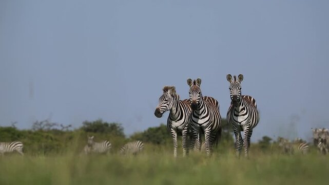 Zebra in the grass of the Mara Naboisho Conservancy on safari in Kenya