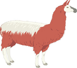Charming flat vector graphic of a domestic South American llama featuring a distinct two-tone dark red and white wool coat. © Upik01