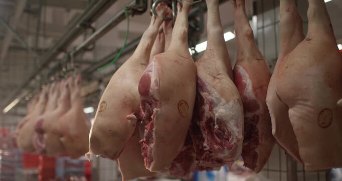 Pork carcasses hanging on overhead rail in cutting plant