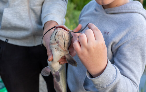 Young boy holding a caught catfish with parent assistance