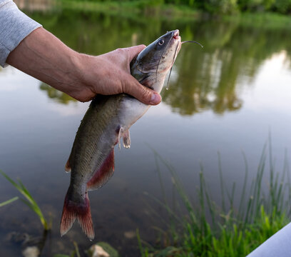 Angler holding a caught catfish