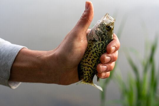 Angler holding a freshly caught crappie fish