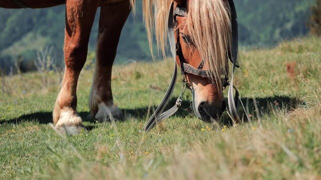 Close view of a saddled horse grazing in a high mountain meadow, Long flowing mane and detailed bridle stand out against a blurred forest slope