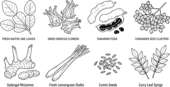 Botanical Spice Outline Vector Clipart Set with Kaffir Lime, Tamarind and Galangal Herbs
