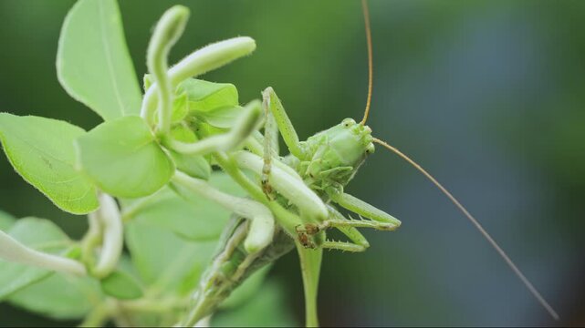 Portrait of bright green bush-cricket sits on petals of wild honeysuckle blossoms and looking at camera lens, zooming in. Front side of big, vibrant grasshopper on fresh buts and vivid green leaves