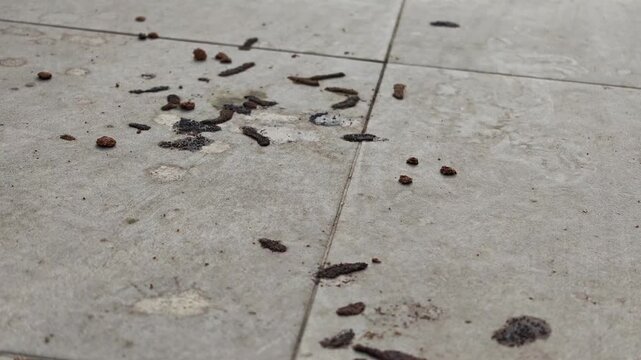 Slow motion video capturing scattered fruit bat feces, guano, and partially digested food leftovers messily spread across an outdoor grey tiled floor surface.
