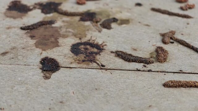Slow motion extreme close up showing fresh wet spots, splatters, and organic leftovers from fruit bat droppings staining a concrete floor tiles.
